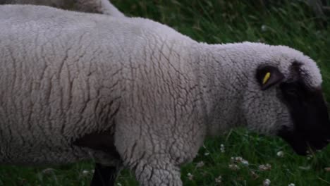 sheep eats from thick grass on a dune in the city of norden in germany