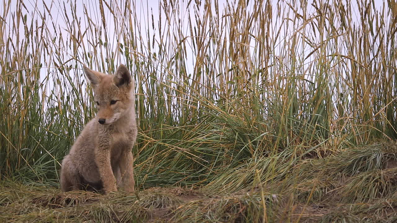 очаровательная сцена животного милый симпатичный маленький щенок дикого койота сидит один, кусается и играет с высокой травой в естественной среде обитания, статический портрет крупным планом