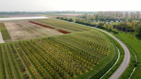 large fields and plantages next to a road in the netherlands