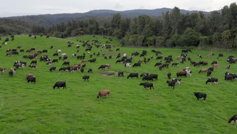 Cows-grazing-on-lush-green-grass-field-in-New-Zealand-paddock,-aerial
