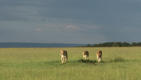 african lion females walking together over savannah, getting ready to hunt, masai mara, kenya