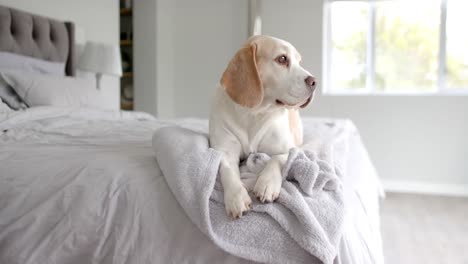 Close-up-of-pet-dog-sitting-on-bed-at-home,-slow-motion