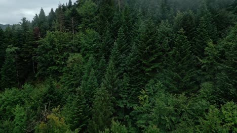 european forest surrounded with light fog patches-1