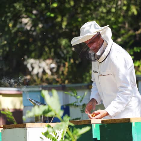 young beekeeper working in the apiary. beekeeping concept. beekeeper harvesting honey