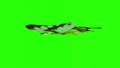 exótica mariposa pantalla verde animación de renderización en 3d.