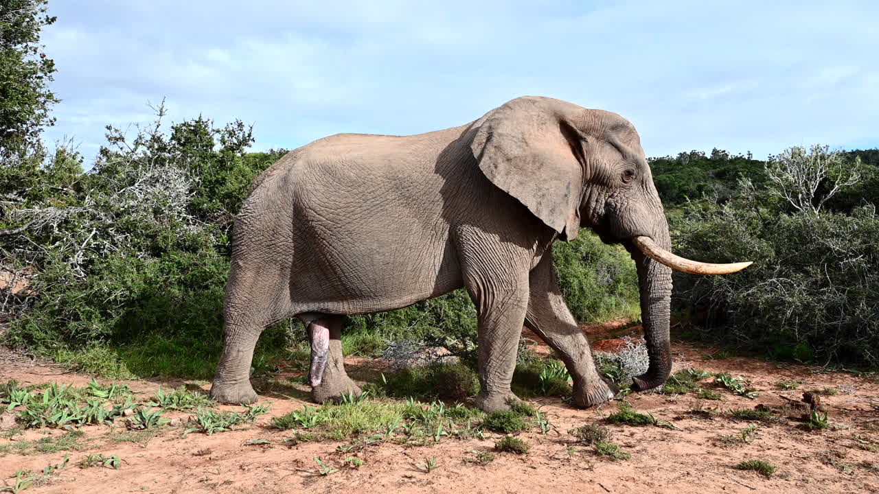 elefante africano gran toro paseando por los bosques