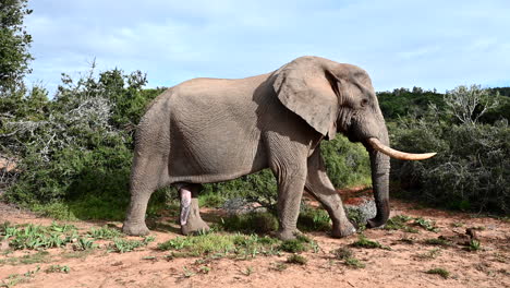 Afrikanischer-Elefant,-Großer-Stier,-Der-Im-Wald-Schlendert