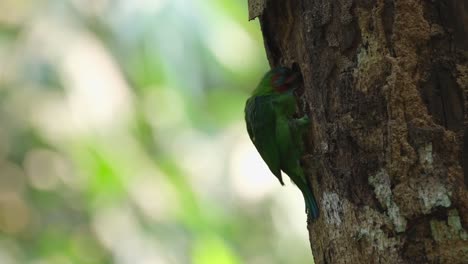 digging deep and looks back with its mouth wide open to breath then continues to dig, blue-eared barbet psilopogon cyanotis, kaeng krachan national park, thailand