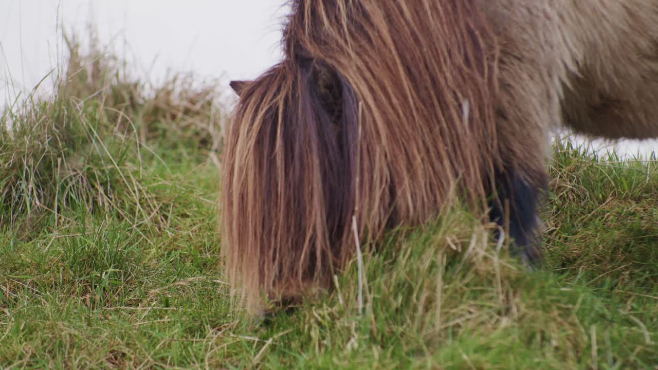 un pequeño caballo poni ganado animal pastoreo en el campo cerca de la vista de la cabeza