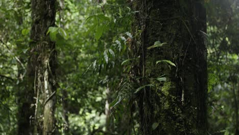 Appearance-of-green-and-dense-trees-in-the-Amazon-Forest,-Colombia