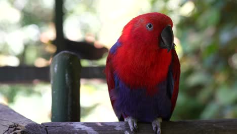 Loro-Eclectus-En-La-Selva---Cámara-Lenta