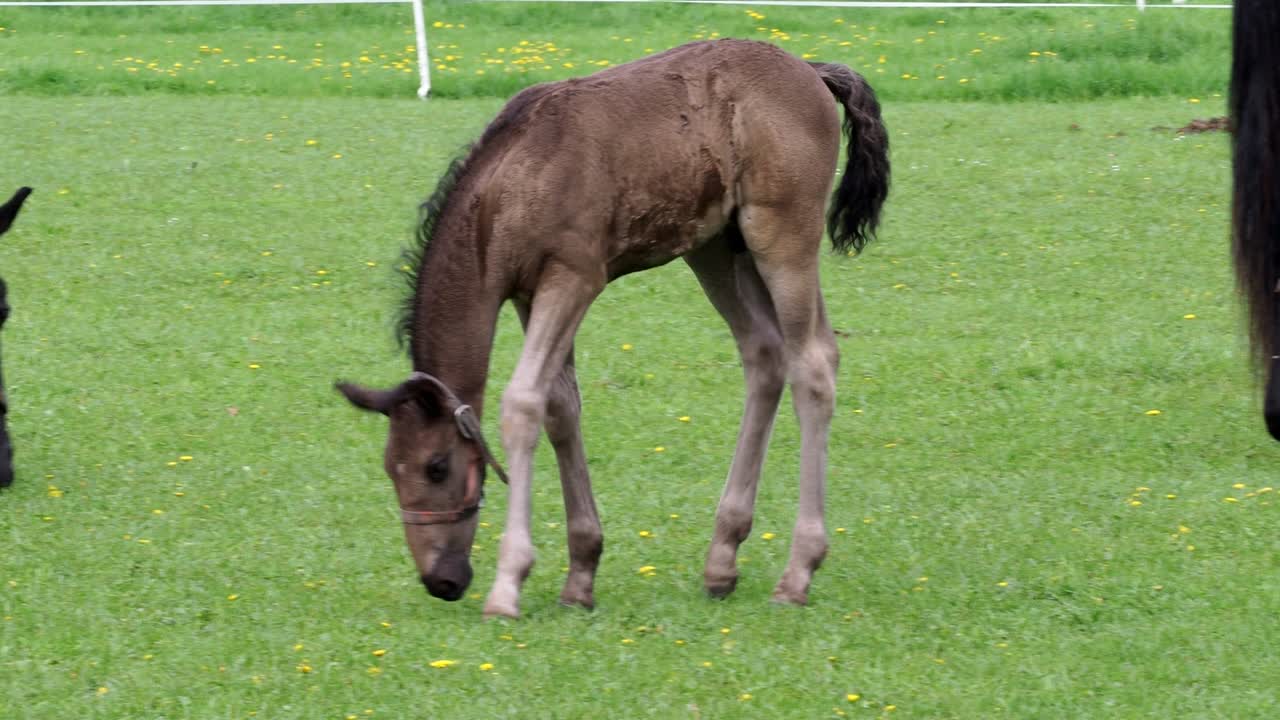 caballo kladrubio negro, yegua con potro