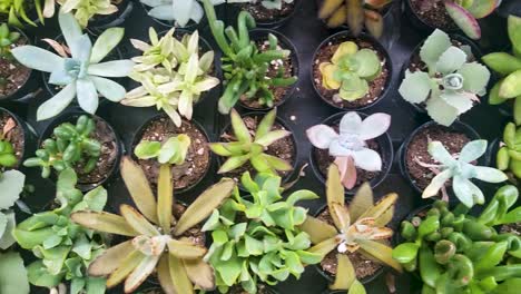 Wider-top-to-bottom-shot-of-multiple-pots-with-different-types-of-flowers