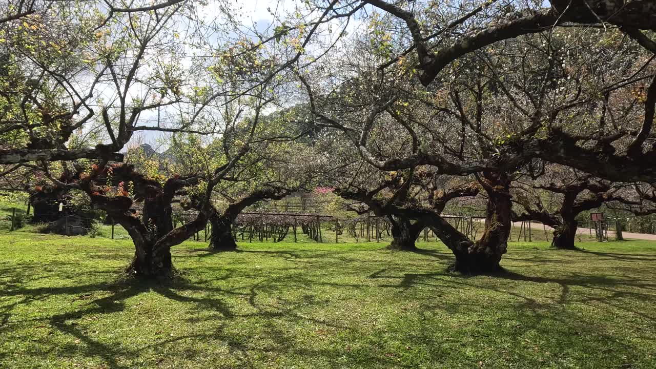 el lapso de tiempo de los árboles que florecen en un huerto soleado