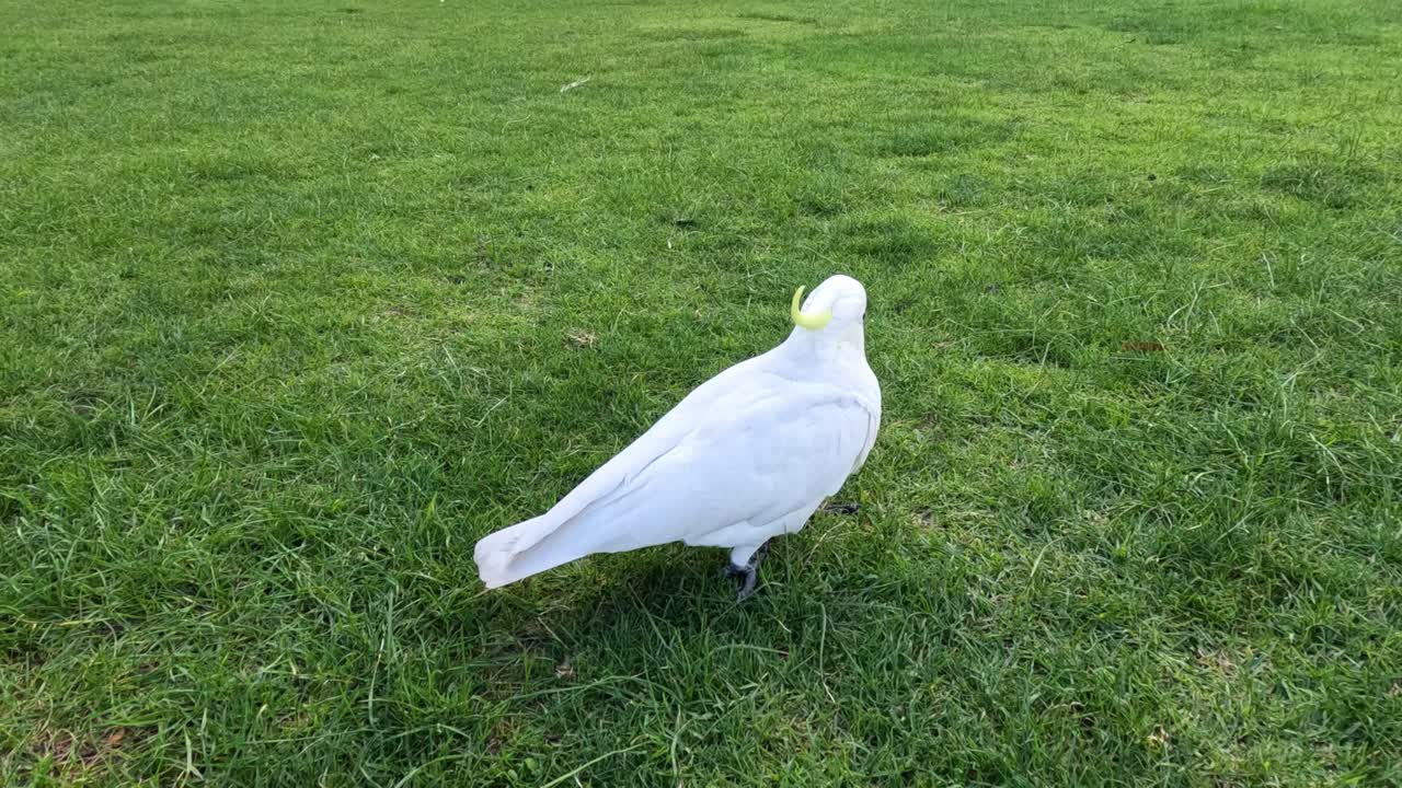 두 마리의 카카투가 잔디로 인 공원에서 상호 작용하고 있다