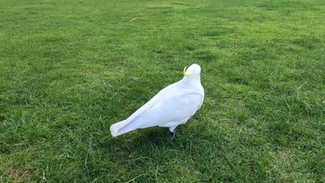 dos cacatúas interactuando en un parque cubierto de hierba