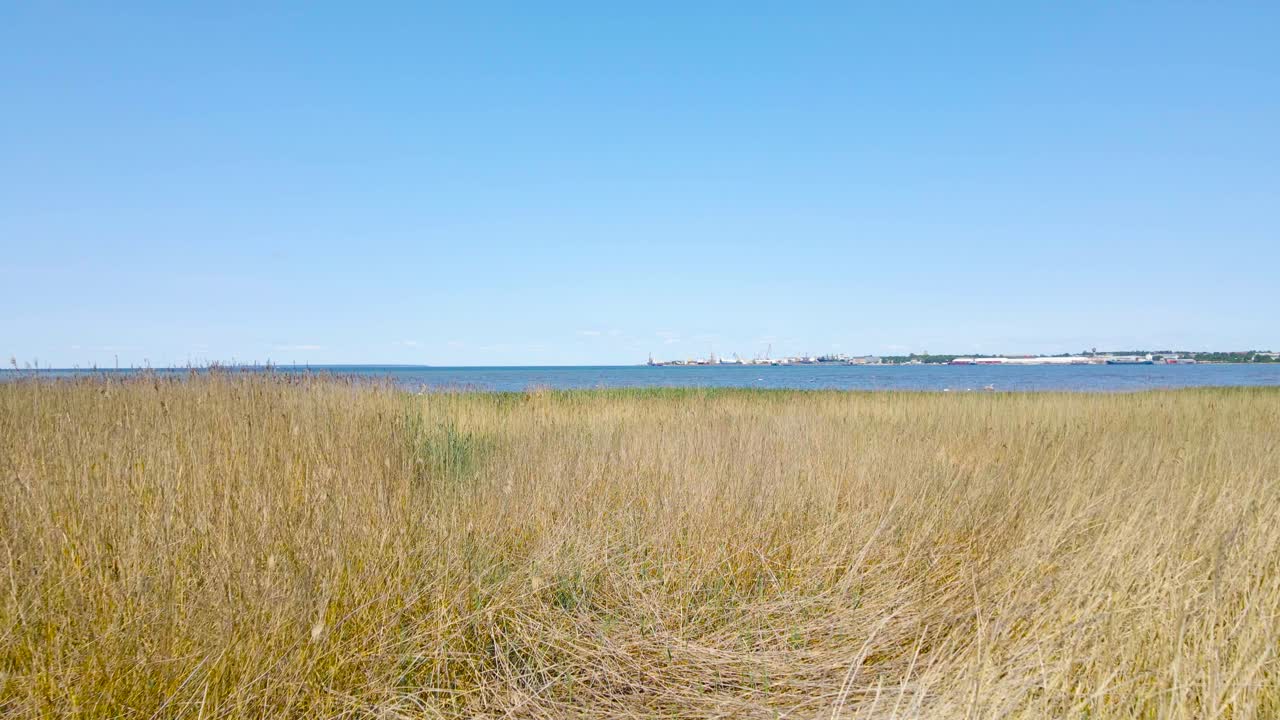 Gorgeous low altitude aerial drone footage flying over beach brown and green colored grass and reeds and reaching blue colored ocean sea water where birds fly around at summer sunny day.