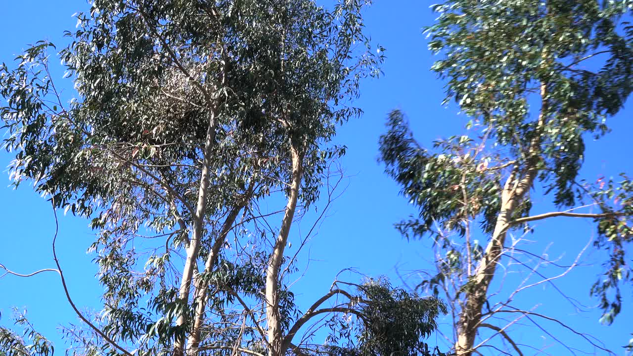 큰 나무가 쓰러지는 숲 벌채 개념