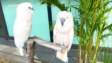 two cockatoos interacting on a perch