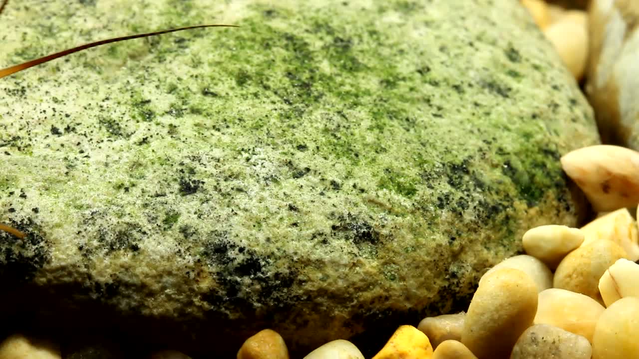 트로트 하천 의 바위 에 매달려 있는 스톤플라이 니프, 넓은 시야