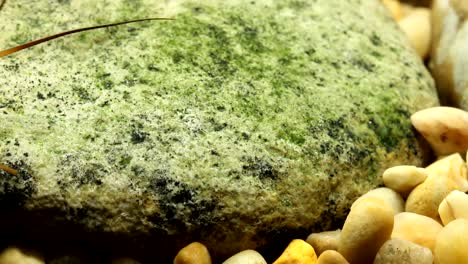 la ninfa de la mosca de piedra se aferra a una roca en un arroyo de trucha, vista amplia
