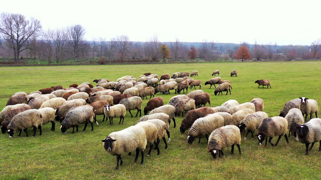 Sheeps in a field eat grass in sunny day. Long-haired domestic animals in a herd across the meadow.