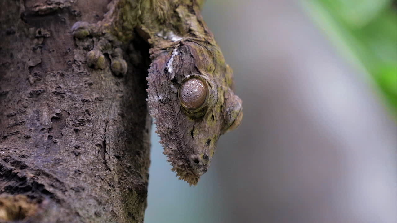 gecko de cola de hoja sacando la lengua
