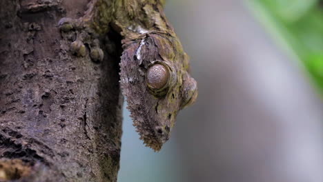 Blattschwanzgecko,-Der-Die-Zunge-Herausstreckt