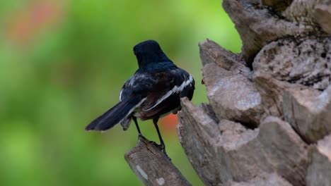 the oriental magpie-robin is a very common passerine bird in thailand in which it can be seen anywhere