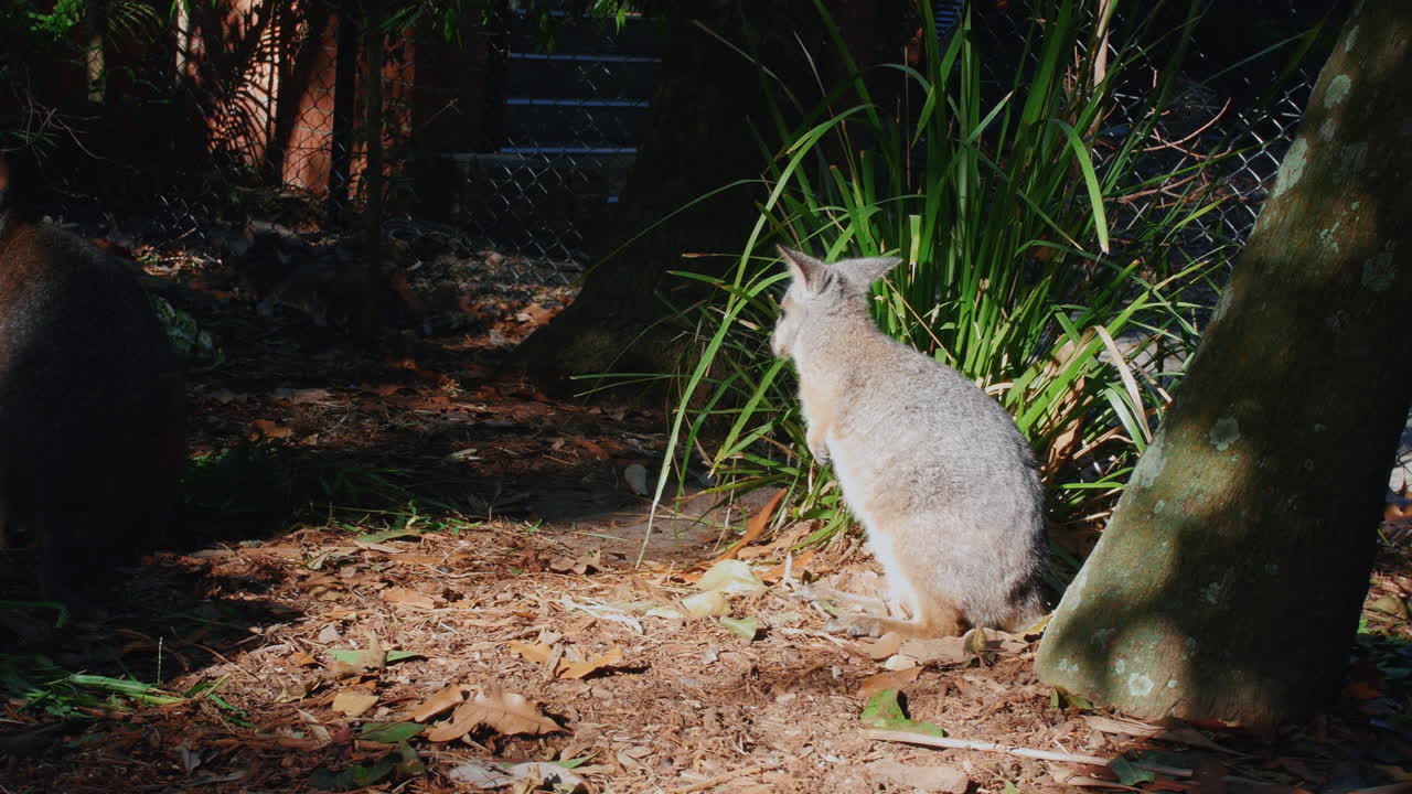 joeys en el zoológico en un día soleado - de lado