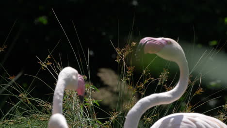 pareja romántica de flamencos abrazándose y besándose al aire libre durante el día soleado, primer plano de la pista