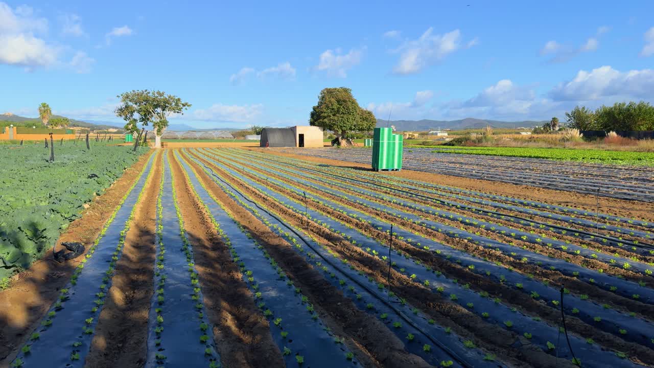 ⁇ 과 양배추 농장, 수평 슬라이딩 플레인, 오픈 필드, 건강한 음식 식단