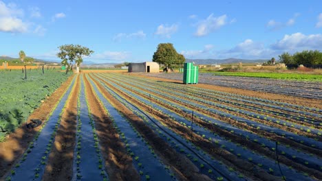 plantación de lechuga y repollo, plano deslizante horizontal, campo abierto, dietas saludables
