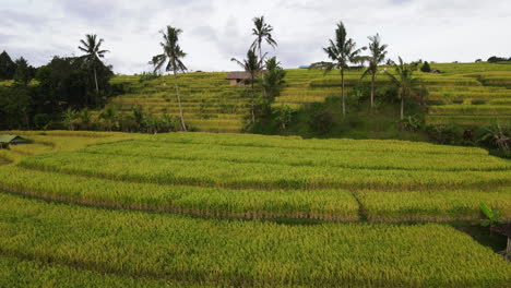 Agricultural-Farmland-With-Rice-Terraces-In-Village-Near-Bedugul,-Bali-Island,-Indonesia