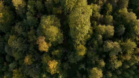 trees are protecting our environment and natural resources but also it can be a picture perfect for a tourist- aerial shot