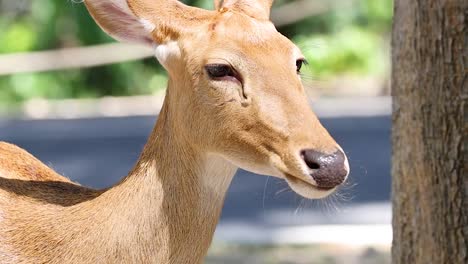 a detailed view of an antelope's face and neck, showcasing its features in a sunlit environment.
