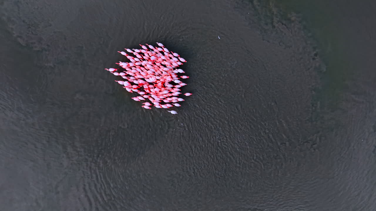 Vista aerea dall'alto di uno stormo di fenicotteri rosa in acqua scura. Ripresa verticale dall'alto con drone di un gruppo di fenicotteri rosa raggruppati in acqua scura e dalla superficie testurizzata.