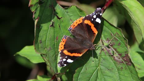 red admiral butterfly. autumn. england. uk