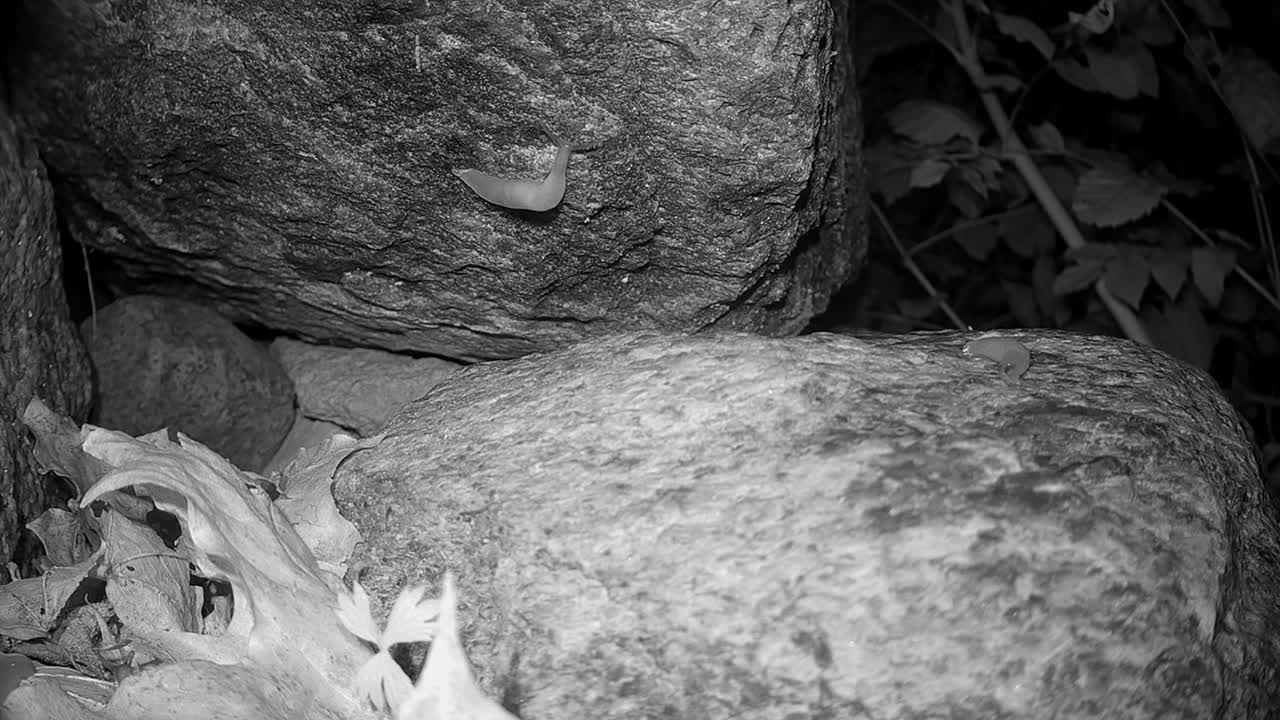 la babosa de cabeza negra (krynickillus melanocephalus) en una roca. 4 veces la velocidad. saaremaa, estonia.