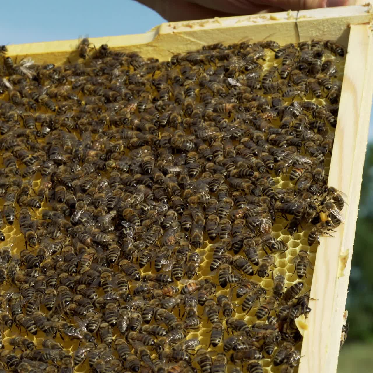 hands of a man holds a frame with honeycombs for bees in the garden at home