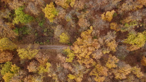 perro paseando en el bosque otoñal disparado por un dron