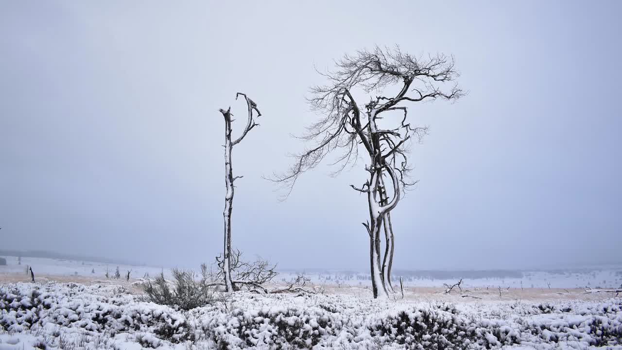 замороженные снегопокрытые мертвые деревья с низкими летящими облаками, проходящими за ними в промежуток времени