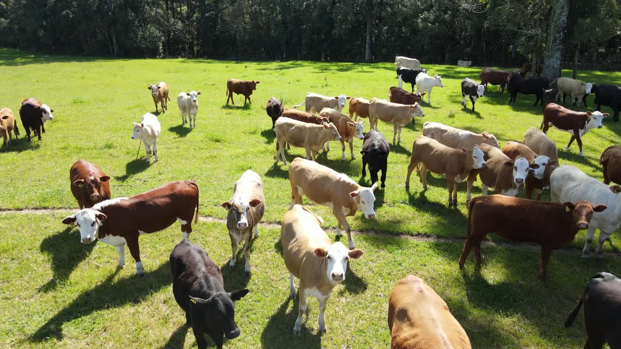 Herds of calves in a grazing field, drone view