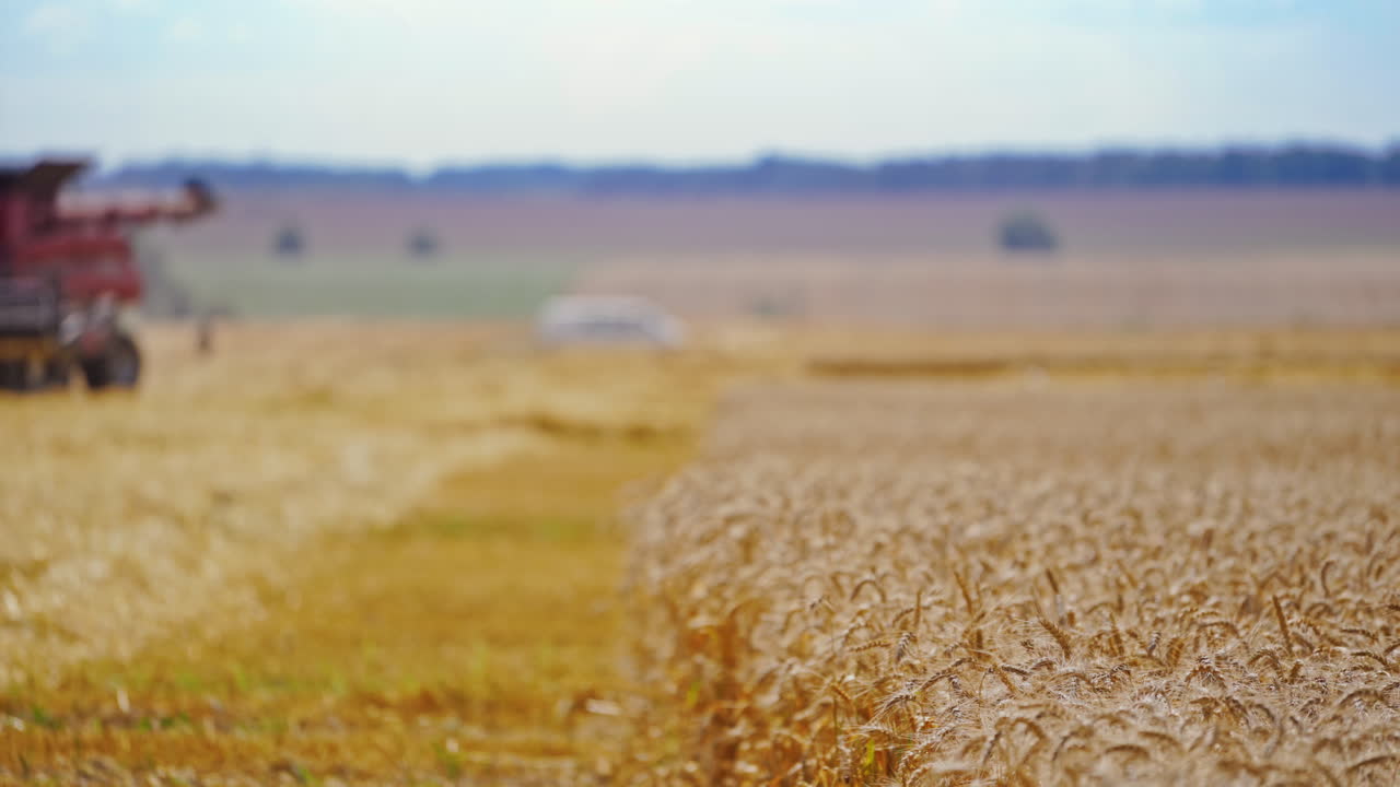 Golden field of wheat during harvesting. Spikelets of wheat swaying by the wind on the agricultural background. Close-up.