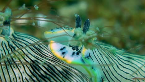 macro detail close up striped nudibranchs sea slugs rest on ocean sea bottom