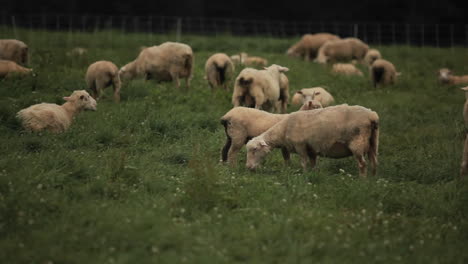 sheep grazing in the fields