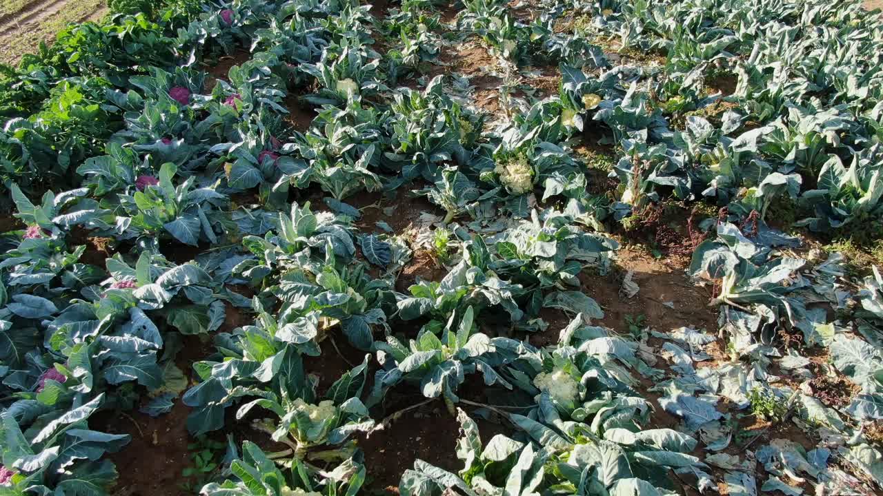 tiro inclinado hacia arriba revela cabezas blancas y moradas de coliflor, campo y tierras de cultivo, vuelo aéreo de drones