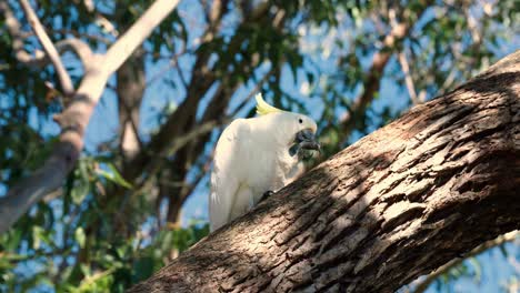 australian white cockatoo parrot during winter. loa angle shot