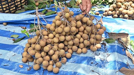 farmer choosing a bunch of longan fruit after harvesting.