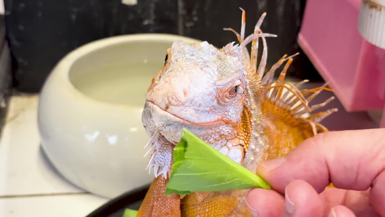 Una persona dà da mangiare a mano a un'iguana arancione foglie verdi fresche in un ambiente interno luminoso